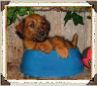 puppy in a food bowl