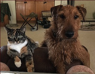 a kitty next to a puppy on a pillow