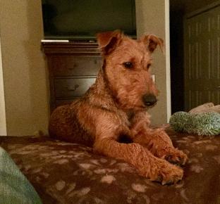 beautiful irish terrier dog