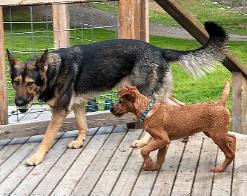 irish terrier puppy with adult german shepherd