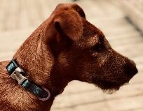 close up picture of an irish terrier's head