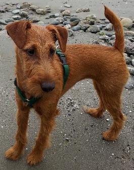 puppy on a beach