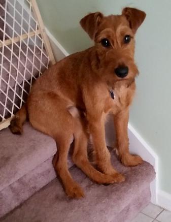 irish terrier posing on steps