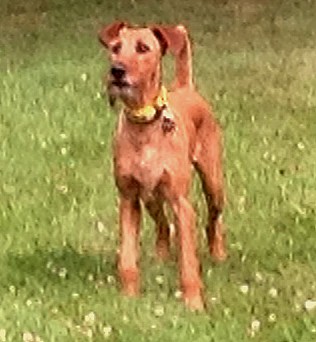 irish terrier standing in grass