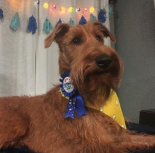 irish terrier on his first birthday