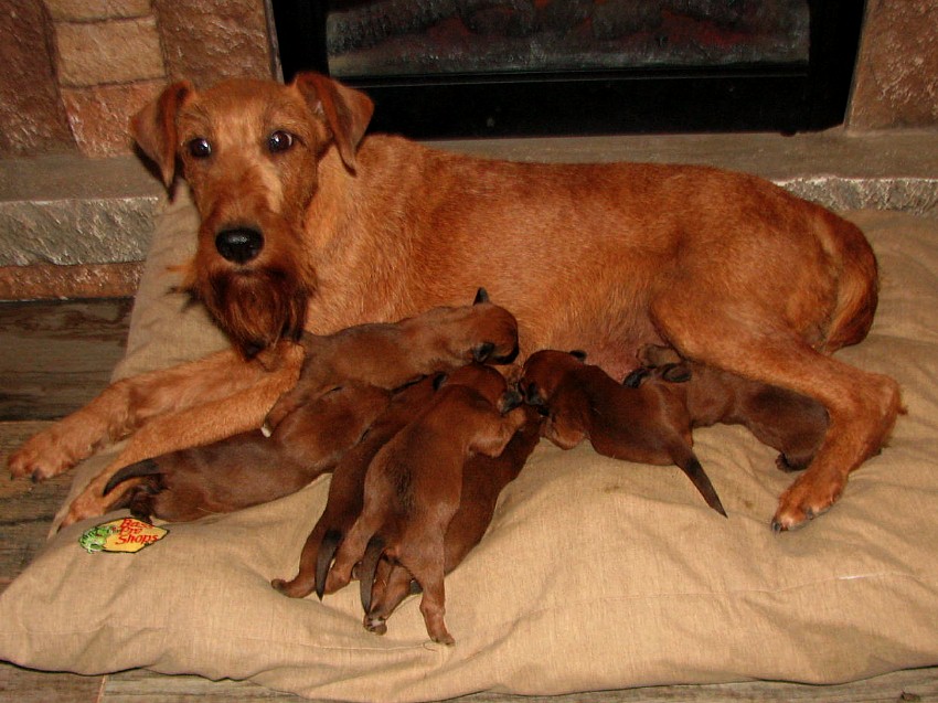 mother irish terrier "Stepping Stone" with her pups