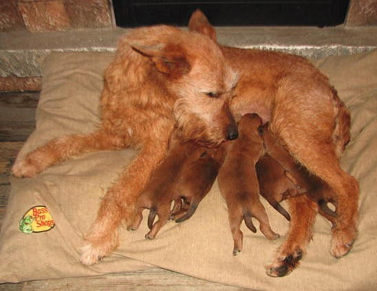 mama irish terrier dog with puppies